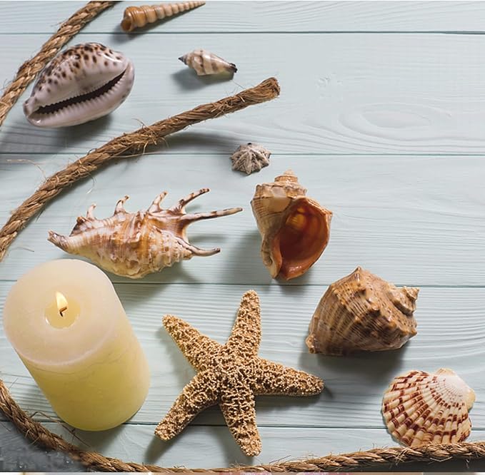 JQAQJU Sea Shells Mixed Beach Seashells 20 Kinds, 1.5"-5.5" Various Sizes Large Ocean Shells Conch 2 Kinds Natural Starfish for Decorating Beach Theme Party Fish Tank Filling Home Decor Wedding