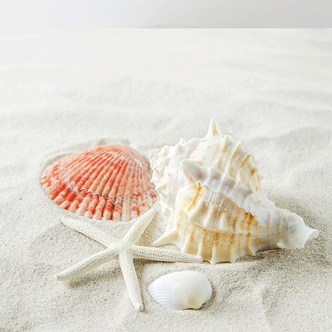 JQAQJU Sea Shells Mixed Beach Seashells 20 Kinds, 1.5"-5.5" Various Sizes Large Ocean Shells Conch 2 Kinds Natural Starfish for Decorating Beach Theme Party Fish Tank Filling Home Decor Wedding
