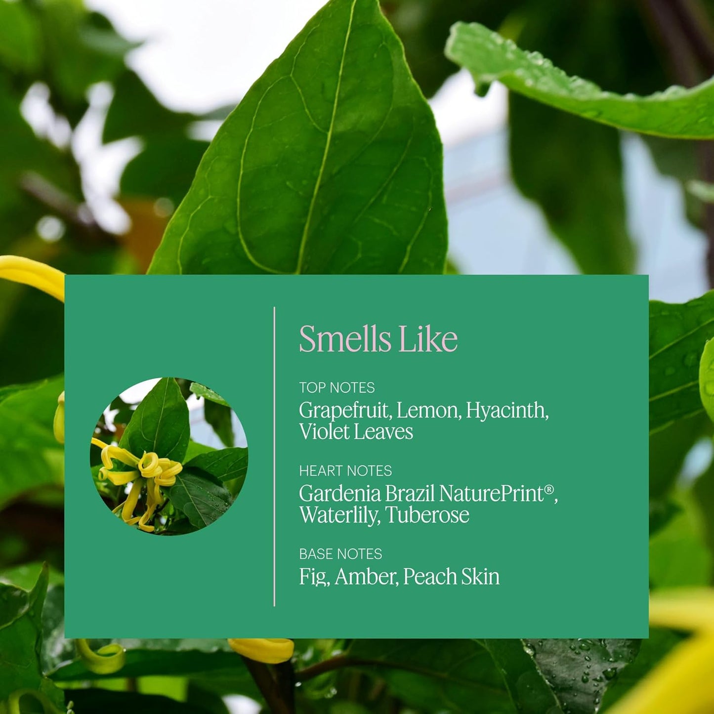 Aera Mini Vibrance - Essential Oil for Home - Lively and Refreshing Fragrance - Notes of Tropical Florals, Grapefruit and Amber - Scent Refill - Capsule Size Works with Mini Diffuser