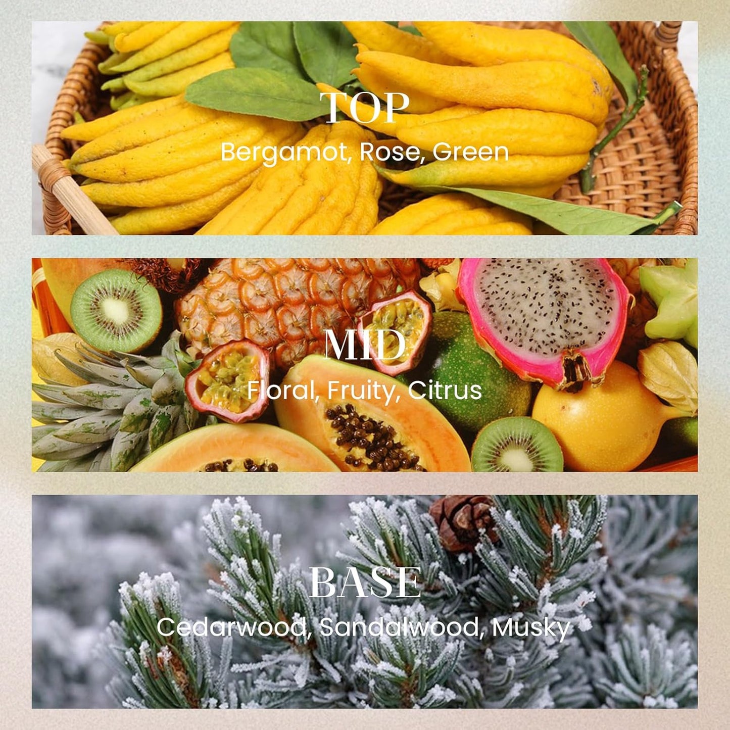 M&SENSE 6.3 oz Large Reed Diffuser Set | Rose Princess Scent Oil Diffuser with Sticks | Hotel Collection Non-Toxic Essential Oil |for Bedroom Bathroom Living Room