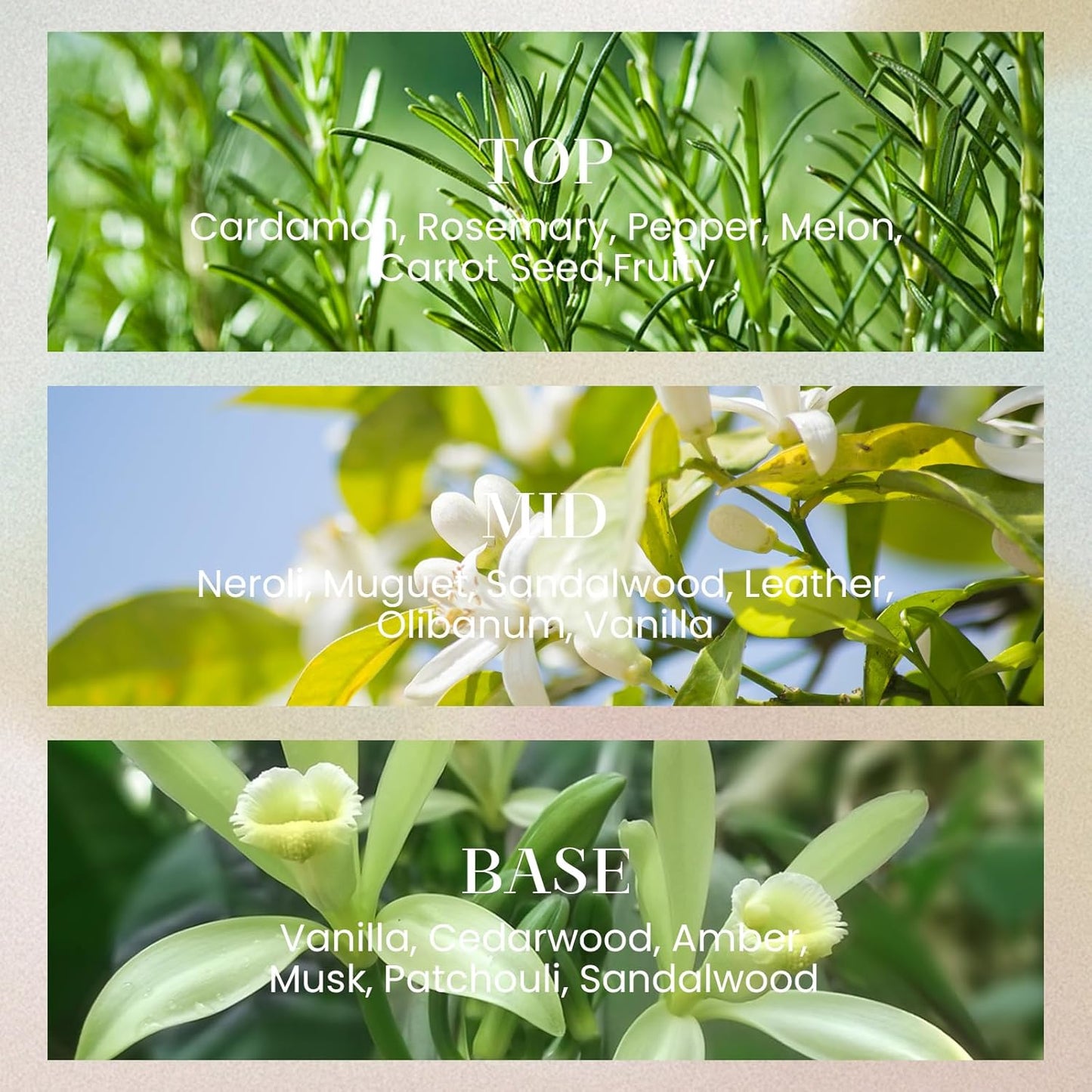 M&SENSE 10.14 oz Large Reed Diffuser Set | Sandalwood Vanilla Scent Oil Diffuser with Sticks | Hotel Collection Non-Toxic Essential Oil |for Bedroom Bathroom Living Room