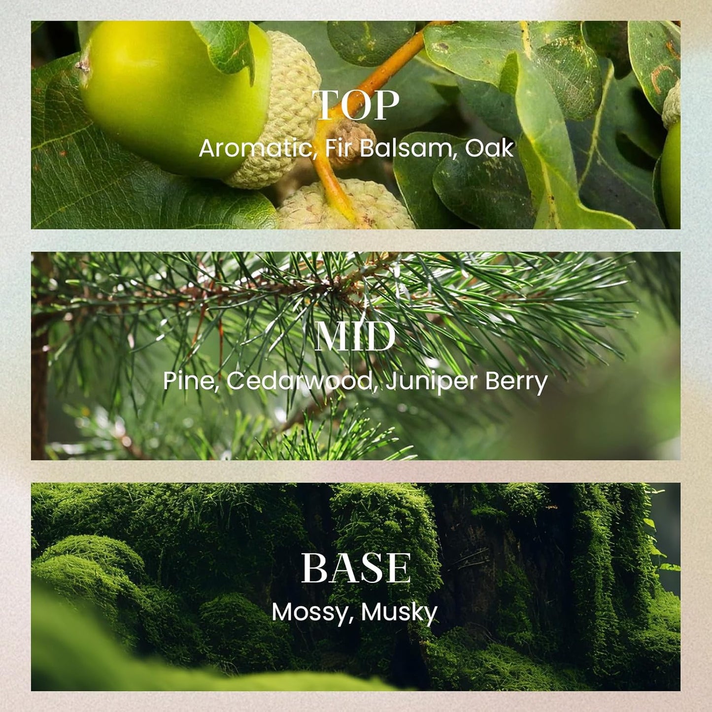 M&SENSE 6.3 oz Large Reed Diffuser Set | Evergreen Pine Scent Oil Diffuser with Sticks | Hotel Collection Non-Toxic Essential Oil |for Bedroom Bathroom Living Room