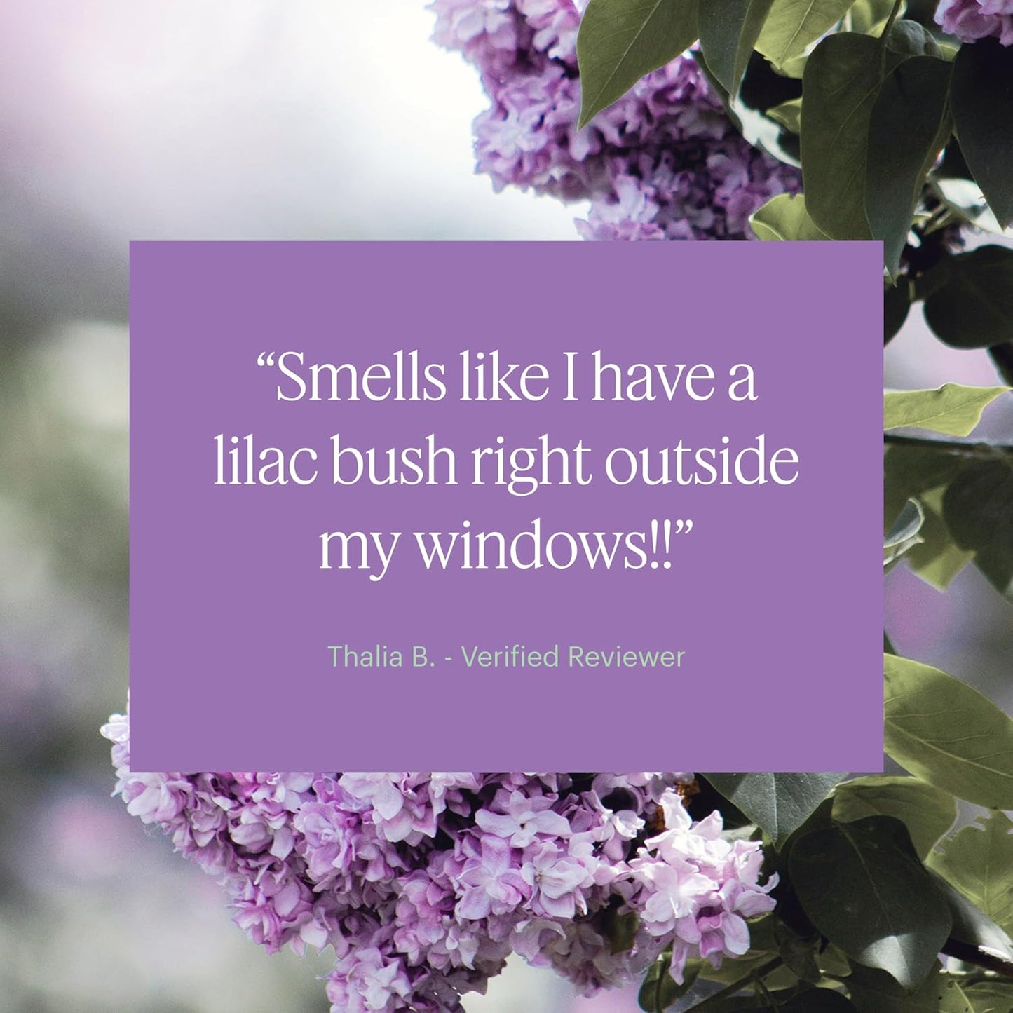 Aera Mini Lilac Daydream - Essential Oil for Home - Lilac Bush Fragrance - Notes of Dewy Leaves and Spring Blossoms - Scent Refill - Capsule Size Works with Mini Diffuser